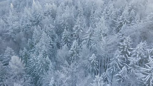 Winter Landscape with Snowy Forest