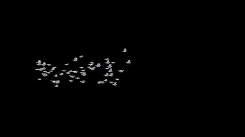 Animated flock of small white birds flying