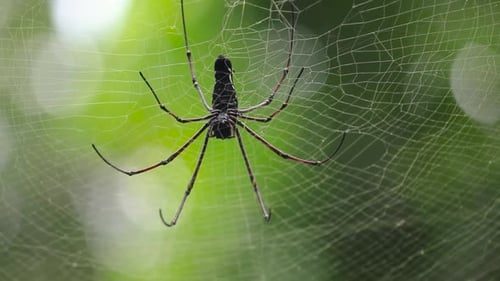 Bottom view of the Golden-orb web spider and its huge cobweb in the jungle, green soft blurred natur