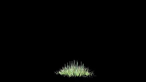 Realistic Growing Grass Animation with Alpha Channel