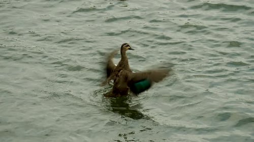 Eine Gruppe von Enten schwimmt im Fluss zum Füttern und Entspannen.