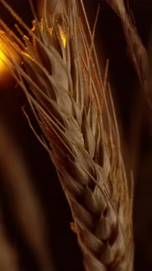 Macro agriculture verticale de grains de blé dorés sur fond naturel, photo macro de l'épi de blé en jaune