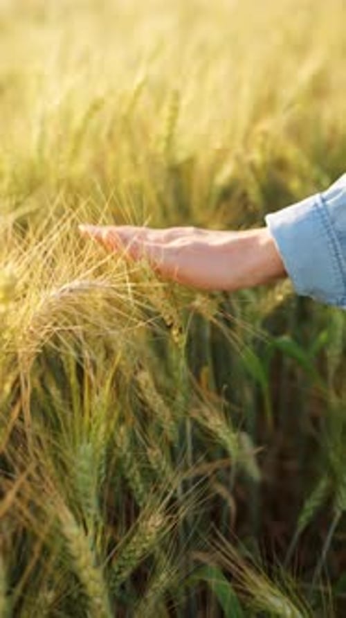 Hand gently touching wheat crops in field