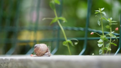 Sliding snail on asphalt, Macro shot