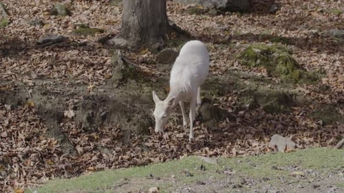 Animal jovem de veado de cauda branca