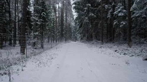 Snow Trail Serenity Quiet Forest Route Featuring Sled Marks and Distant View of Horizon Tranquil