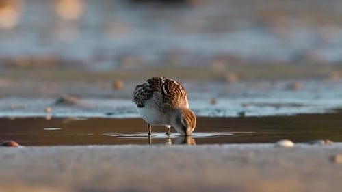 Small Bird Feeding in a Shallow Puddle