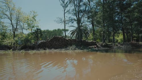 Muddy riverbank with pile of cut pine logs and surrounding trees under bright sunlight.