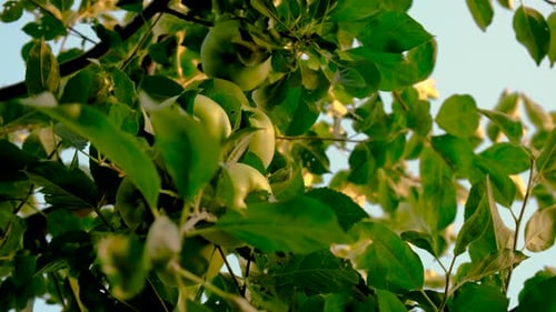 Apple Harvest on a Tree in an Orchard Selective Focus
