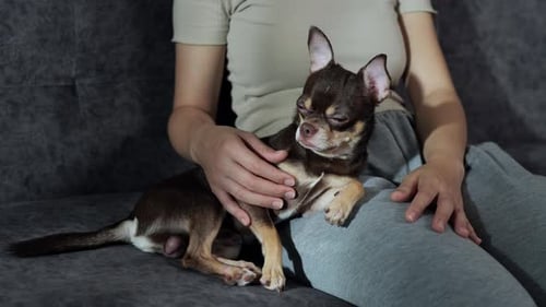 Woman Gently Pets Brown Chihuahua Sitting on Lap