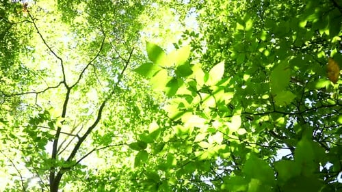 Sunlight glimmers through green forest foliage.
