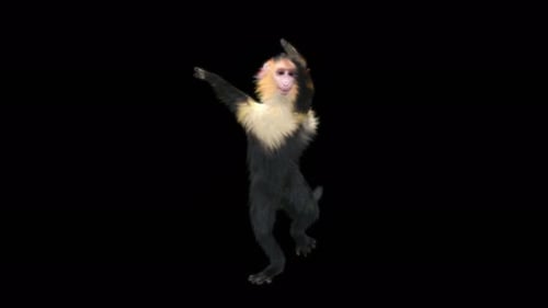 51 Monkey Dance 4K