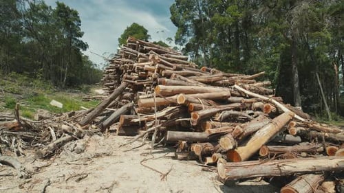 Large Stack of Cut Logs in Deforested Area