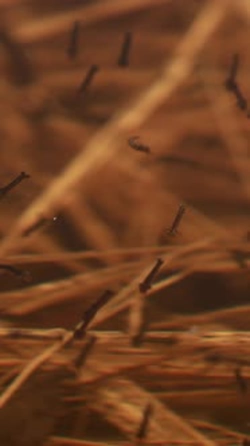 Culex Larvae Mosquito Larva Insects