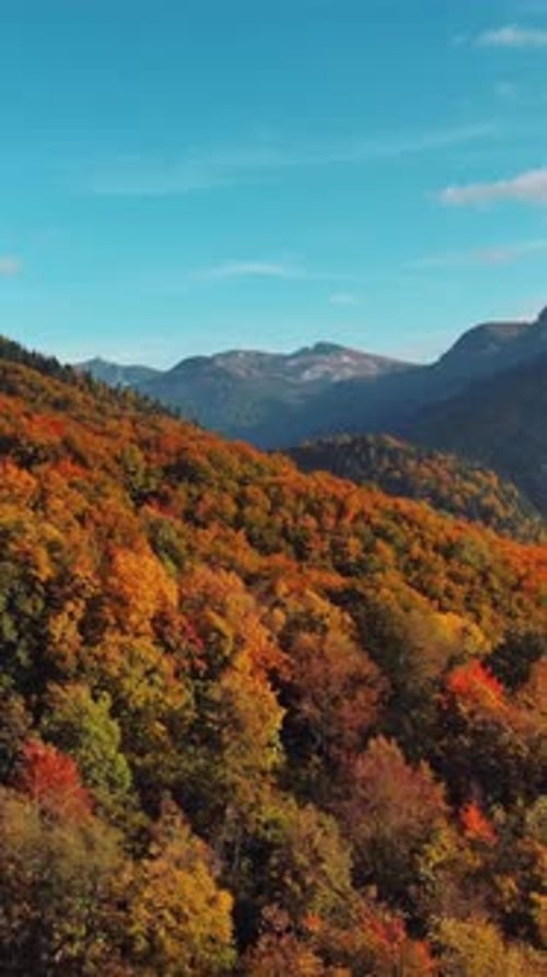 Aerial view of vibrant autumn forest on sloping mountain
