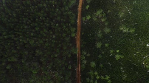4k drone footage of trees in a forest as seen from above