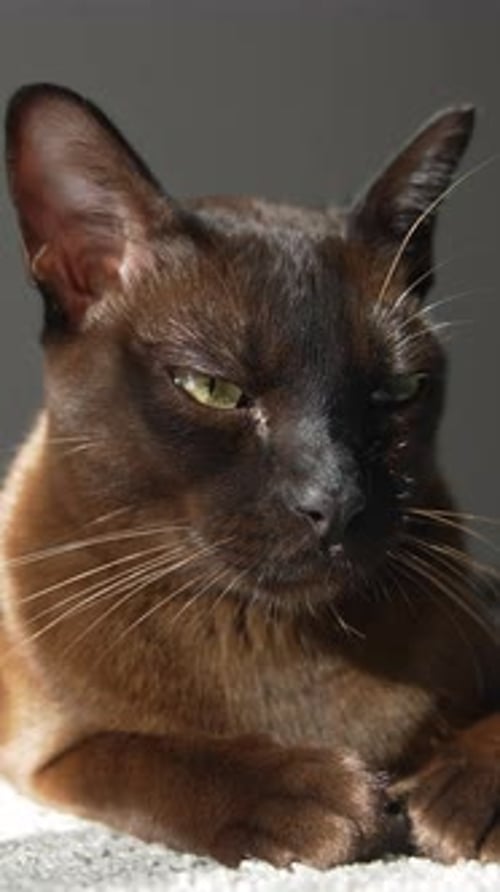 Aufnahme einer jungen Hauskatze. Nahaufnahme einer Katze, die im Sonnenlicht liegt