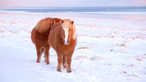 Icelandic Horses In Winter Rural Animals in Snow Covered Meadow Iceland