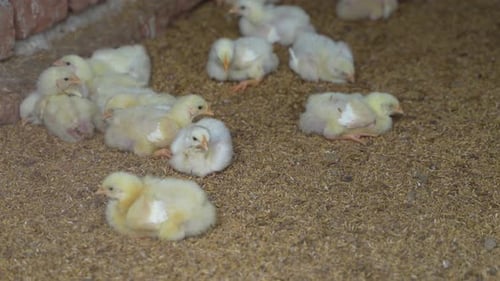 There are baby chickens in the poultry farm.