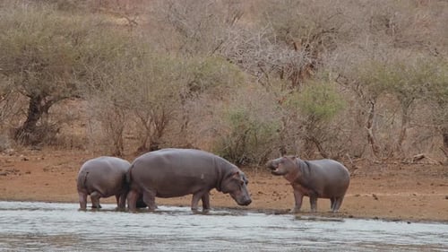 Calf Hippo Swallowing Food on Riverbank in Kruger National Park