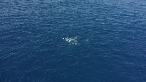 Aerial View of Whales Swimming in the Ocean