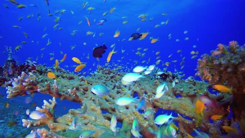 Reef Coral Tropical Lionfish