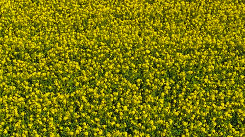 Drone Flying Over Canola Rapeseed Crop Field in Full Bloom Aerial View Showing Dense Yellow Blossoms