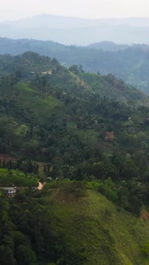 Tea Plantations in Sri Lanka Mountain Landscape with Tea Estate