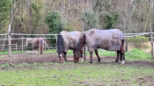 Zwei Pferde fressen Seite an Seite Gras auf der Koppel