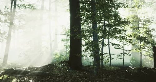 Sunlight Filters Through Trees in a Misty Forest During Early Morning