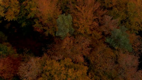Luftaufnahmen über Herbstbäumen, Wald, wenn sich die Blätter verfärben, Ansicht von oben auf den Herbstwald