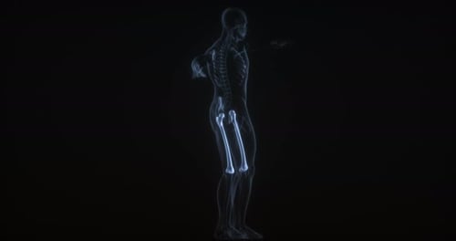 3D Human Skeleton X-ray Scan with Highlighted Leg Bones