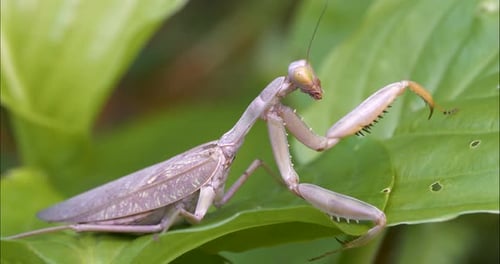 Praying Mantis