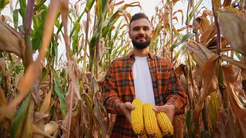 Farmer Holding Corn Harvest in Lush Field
