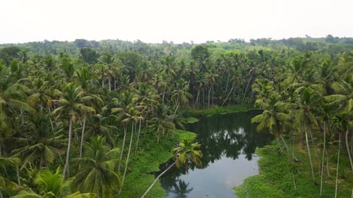 Aerial drone shot capturing Kerala's forest with coconut groves and a sparkling river cutting.