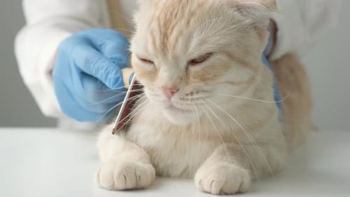 Close Up Veterinarian Hands in Blue Protective Gloves Stroking and Comb Sleepy Cat