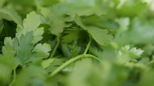 Close-up view of vibrant green parsley leaves in natural light, creating a fresh and organic backgro
