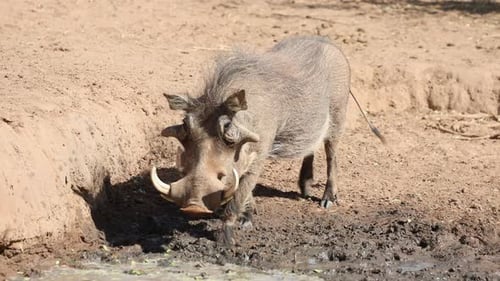 A male warthog walking towards a waterhole and drinks, Tuli Botswana.
