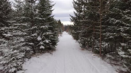 Road in Winter Forest
