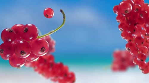 Flying Red Currant and Redcurrants Bunch in Beach Tropical Summer Background