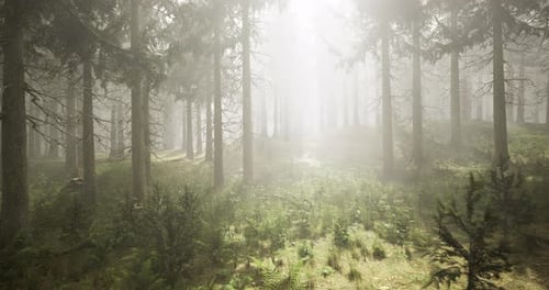 Foggy Forest Landscape During Early Morning Light Revealing Natures Beauty