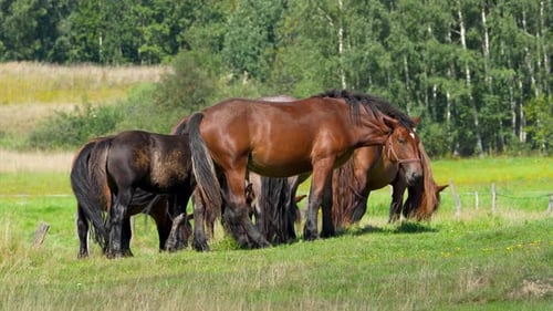 A group of horses grazing in a sunlit meadow with a backdrop of trees and green fields