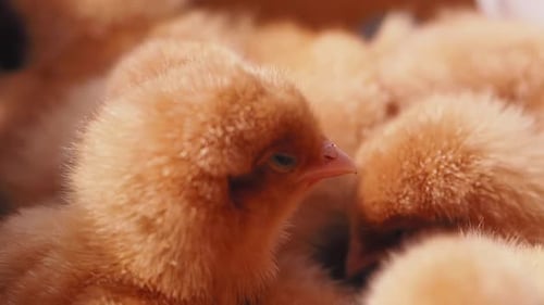Chicks Explore Their Surroundings in Warm Sunlight Outdoors