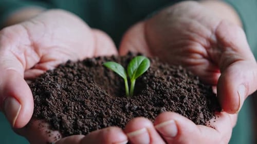 Gardener Holding a Small Plant Growing in Fertile Soil