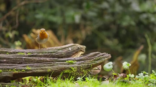 Rotkehlchen in Zeitlupe auf einem Ast mit sanftem, verschwommenem Waldhintergrund