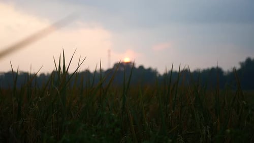 rice footage