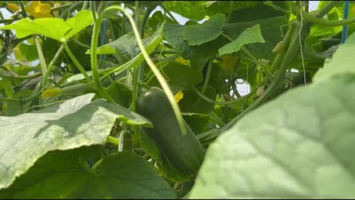 cucumber