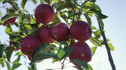 Red Apples on Apple Tree Branch Dolly Motion