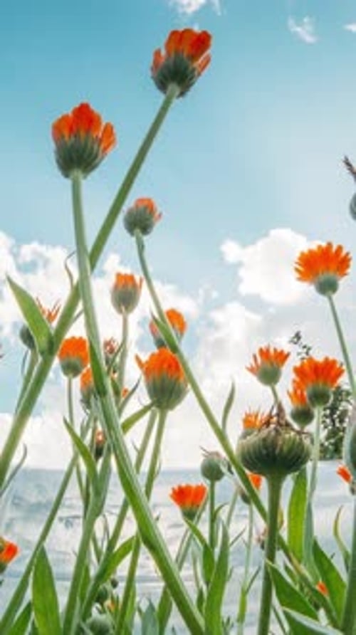 Slider Shot Orange Flowers Of