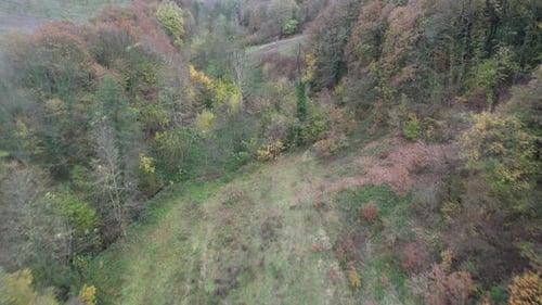 Drone Footage of Autumnal Trees in Forest